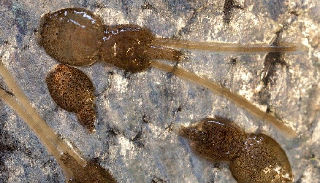 A salmon louse is very tiny when it attaches itself to a fish. This photo shows a fully grown female louse. The long, beige anterior threads contain eggs, which she releases into the water. New lice hatch and float around until they come across a host to attach to. (Photo: Marit Hommedal / NTB Scanpix) A salmon louse is very tiny when it attaches itself to a fish. This photo shows a fully grown female louse. The long, beige anterior threads contain eggs, which she releases into the water. New lice hatch and float around until they come across a host to attach to. (Photo: Marit Hommedal / NTB Scanpix)