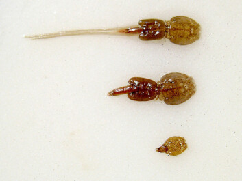 This photo shows an adult female louse with eggs (top), an adult female without eggs (middle) and a juvenile louse (bottom). The lice in the stage that Øines indicates are smaller than this young louse. (Photo: Thomas Bjørkan/Wikimedia/CC BY-SA 3.0)