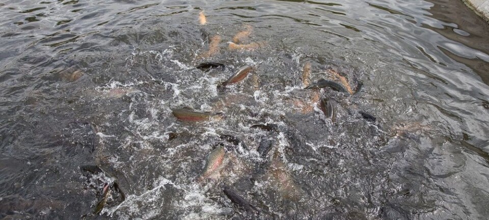 How environmental and dietary changes affect farmed fish