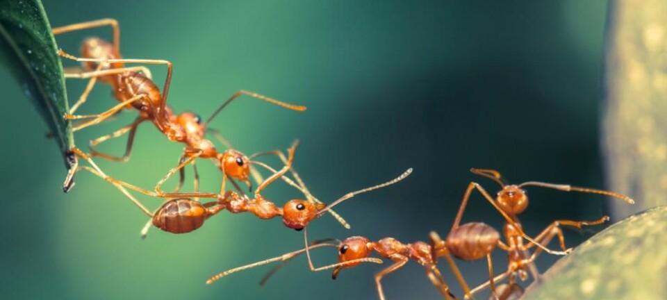 Ants make medicine out of tree sap and fungi