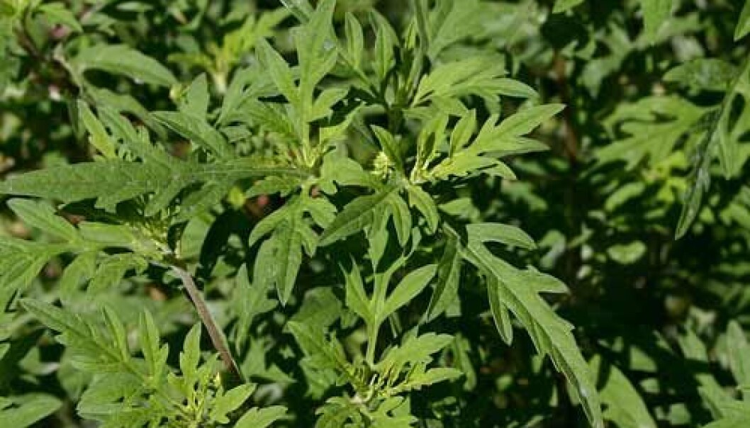 Ragweed most likely was spread in North America along with settlers who got it right on the bandwagon when they cut down forests to create farmland in large scale. (Photo: Sue Sweeney/Wikimedia commons) Ragweed most likely was spread in North America along with settlers who got it right on the bandwagon when they cut down forests to create farmland in large scale. (Photo: Sue Sweeney/Wikimedia commons)