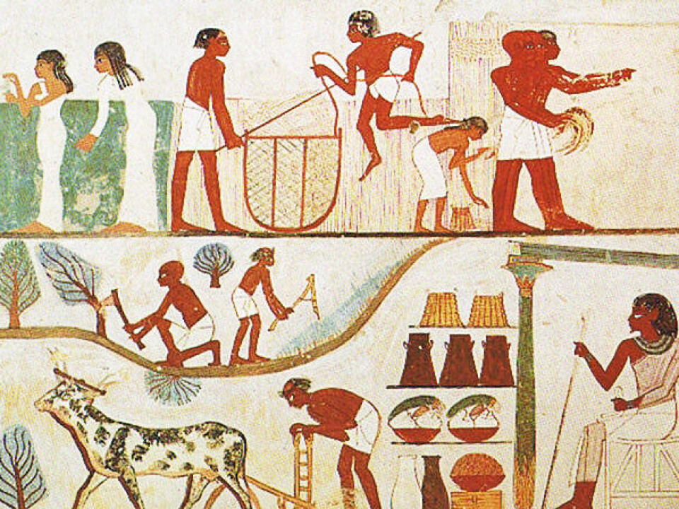 Scene from an Egyptian tomb dated from the 15th century BCE, showing an agricultural economy, division of labour and a power hierarchy. (Photo: Wikimedia Commons)