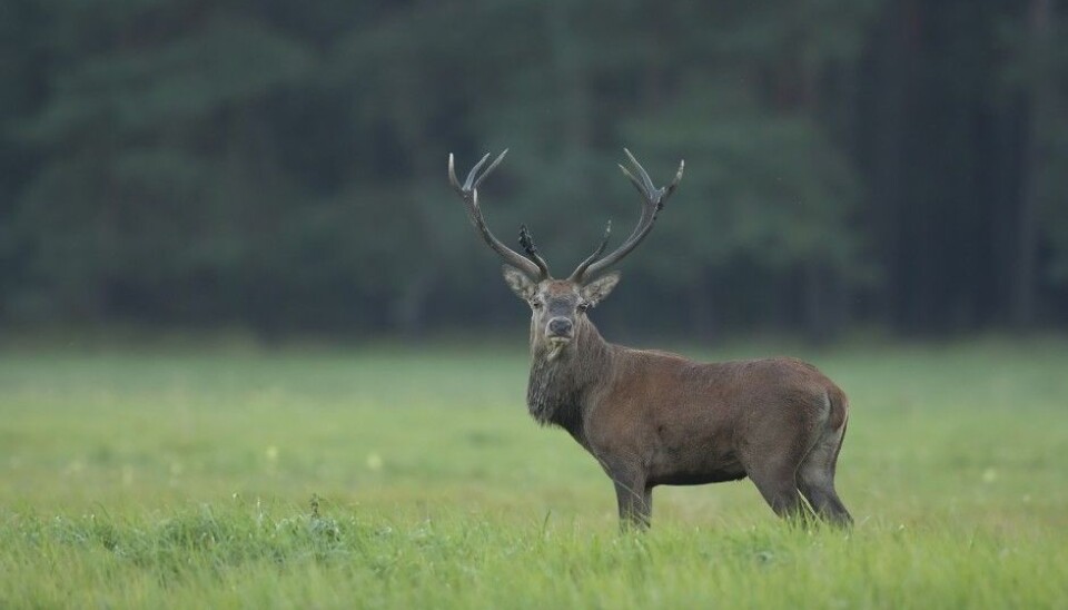 Researchers believe the size of the hunting party, hunting quotas and how many days remain in the hunting season all play a role in deciding whether or not a hunter shoots an animal (Photo: grusgrus444 / Shutterstock / NTB scanpix). Researchers believe the size of the hunting party, hunting quotas and how many days remain in the hunting season all play a role in deciding whether or not a hunter shoots an animal (Photo: grusgrus444 / Shutterstock / NTB scanpix).