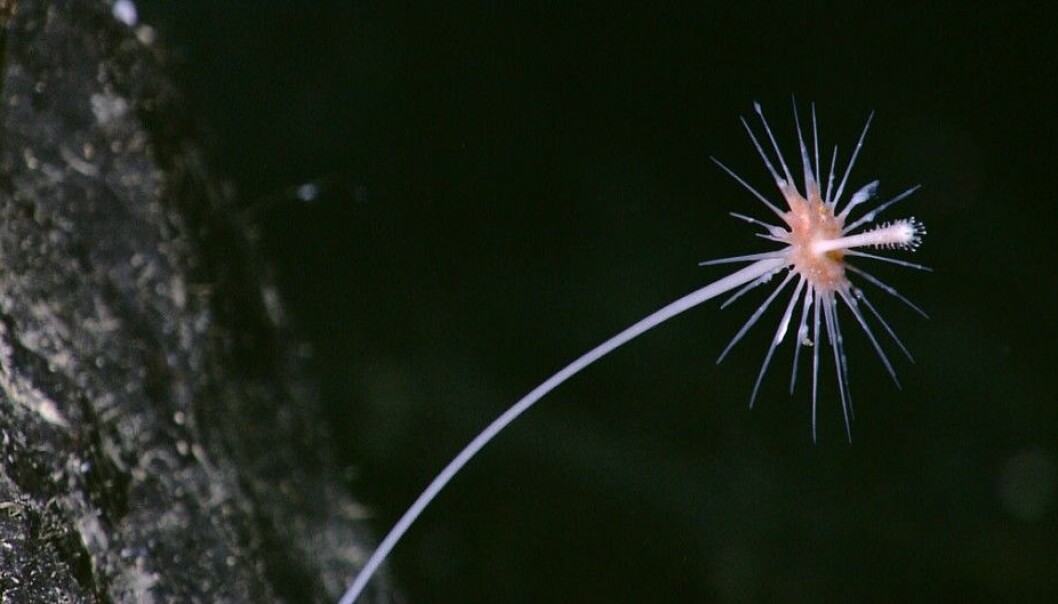 Biologists have known of these sponges since the 1800s. However, the fact that these sponges are carnivorous has only been known for a few years. The photo of this carnivorous sponge was taken at a depth to 1,000 metres (Photo: NOAA Okeanos Explorer Program) Biologists have known of these sponges since the 1800s. However, the fact that these sponges are carnivorous has only been known for a few years. The photo of this carnivorous sponge was taken at a depth to 1,000 metres (Photo: NOAA Okeanos Explorer Program)