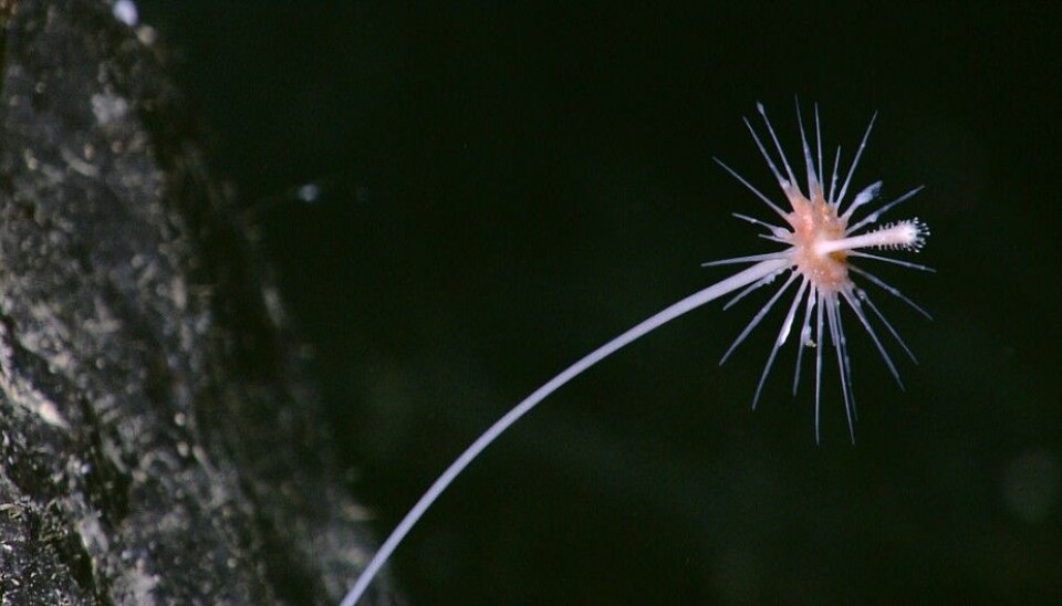 Biologists have known of these sponges since the 1800s. However, the fact that these sponges are carnivorous has only been known for a few years. The photo of this carnivorous sponge was taken at a depth to 1,000 metres (Photo: NOAA Okeanos Explorer Program)
