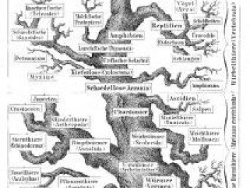 The tree of life, as the pioneer biologist Ernst Haechel perceived it in 1874. Down on the left is the Spongia branch, the sponges. The tree of life, as the pioneer biologist Ernst Haechel perceived it in 1874. Down on the left is the Spongia branch, the sponges.