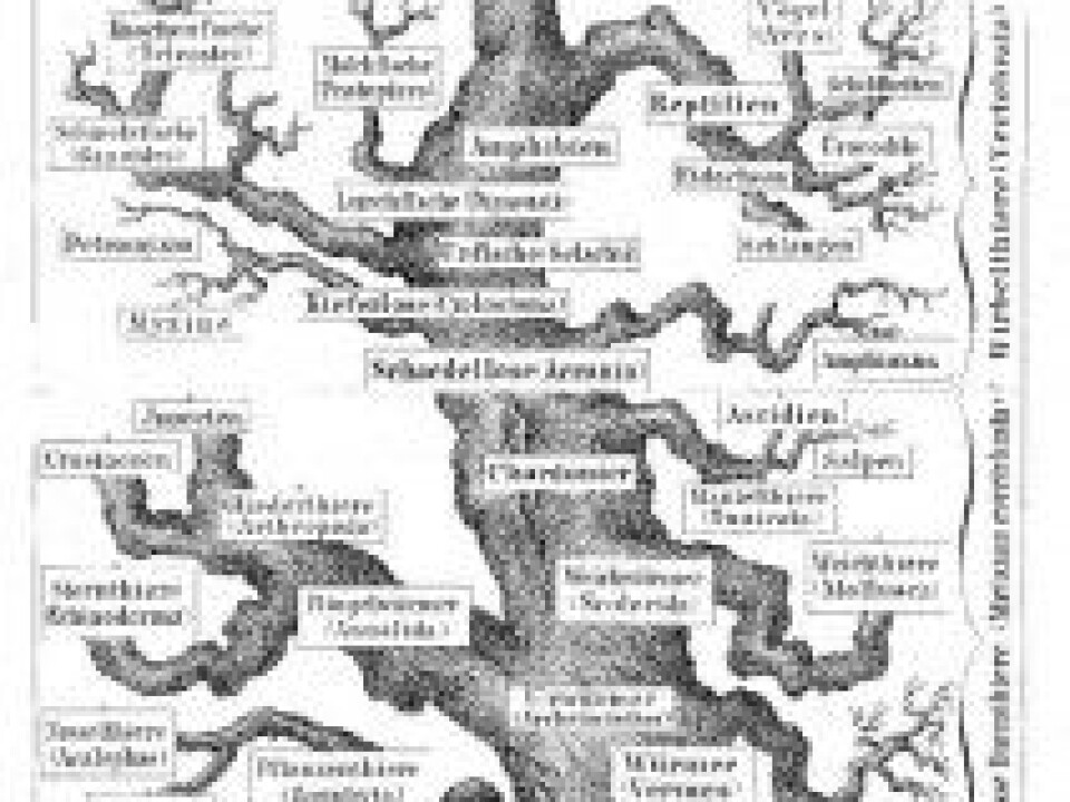 The tree of life, as the pioneer biologist Ernst Haechel perceived it in 1874. Down on the left is the Spongia branch, the sponges.