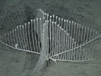 This harp-shaped carnivorous sponge lives in the Pacific Ocean at a depth of 3,000 metres. It was recently discovered by American scientists. (Photo: MBARI) This harp-shaped carnivorous sponge lives in the Pacific Ocean at a depth of 3,000 metres. It was recently discovered by American scientists. (Photo: MBARI)
