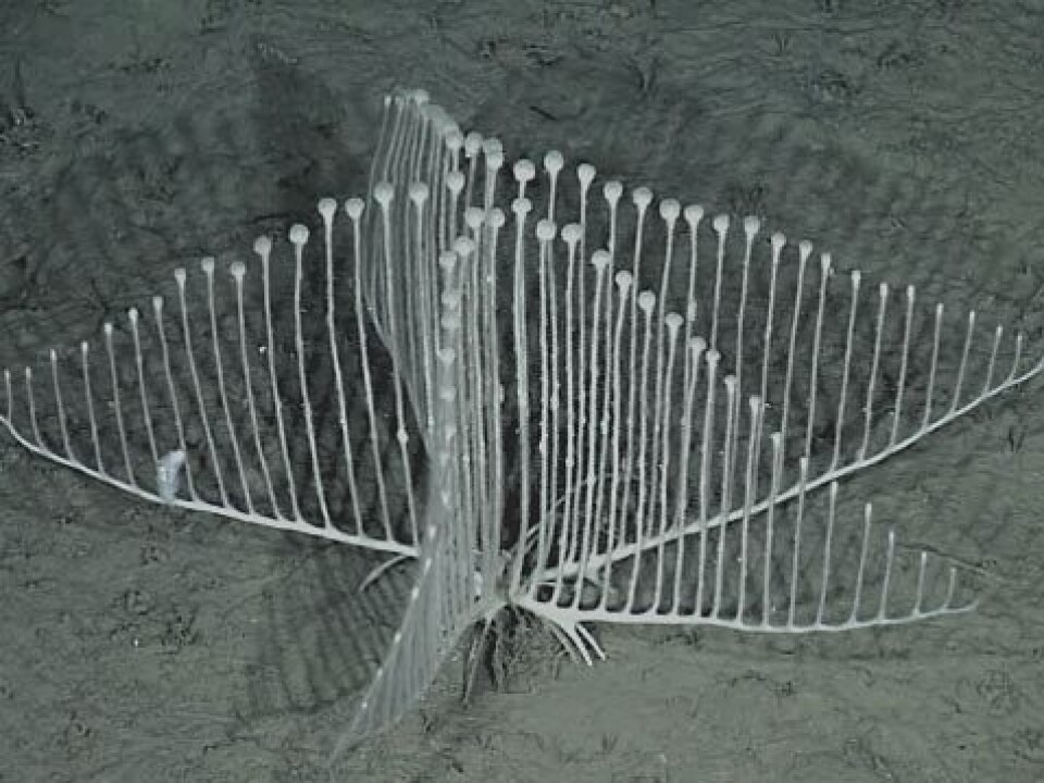 This harp-shaped carnivorous sponge lives in the Pacific Ocean at a depth of 3,000 metres. It was recently discovered by American scientists. (Photo: MBARI)