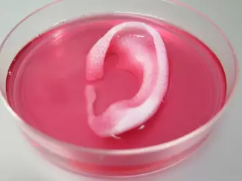 American scientists made a major breakthrough when they announced in February they had successfully printed a human ear made of biological material. The ear was then transplanted under the skin of a mouse and survived for two months. (Photo: Nature / Wake Forest Institute for Regenerative Medicine)