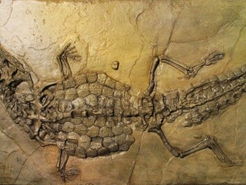 Why don’t we find fossils of transitional forms between species? Is it because scientists haven’t found them, or because they didn’t become fossils, or because evolution occurs in rapid bursts? (Photo: Shutterstock, NTB scanpix) Why don’t we find fossils of transitional forms between species? Is it because scientists haven’t found them, or because they didn’t become fossils, or because evolution occurs in rapid bursts? (Photo: Shutterstock, NTB scanpix)