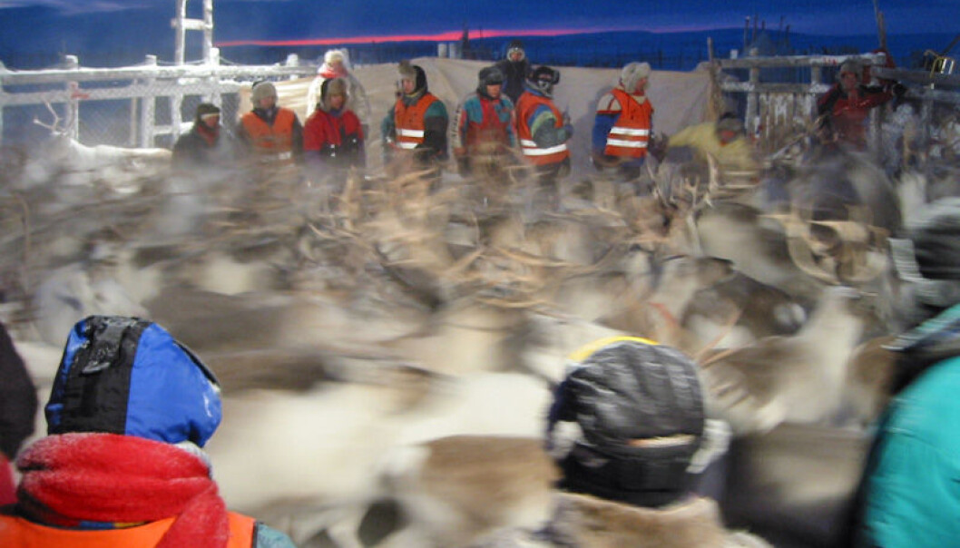Genetic analyses and archaeological finds show that domesticated reindeer in Finnmark have come from the south. Herders corral their animals (above) to sort them out and count them. (Photo: NINA) Genetic analyses and archaeological finds show that domesticated reindeer in Finnmark have come from the south. Herders corral their animals (above) to sort them out and count them. (Photo: NINA)