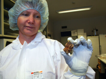 Researcher Gro Bjørnstad at UiO with a reindeer bone from an archaeological dig. It’s DNA is isolated and analyzed in a laboratory. (Photo: Asle Rønning) Researcher Gro Bjørnstad at UiO with a reindeer bone from an archaeological dig. It’s DNA is isolated and analyzed in a laboratory. (Photo: Asle Rønning)
