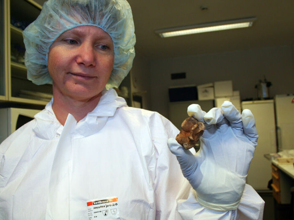 Researcher Gro Bjørnstad at UiO with a reindeer bone from an archaeological dig. It’s DNA is isolated and analyzed in a laboratory. (Photo: Asle Rønning)