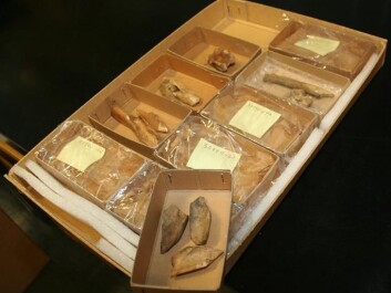 Reindeer bones from archaeological sites. (Photo: Asle Rønning) Reindeer bones from archaeological sites. (Photo: Asle Rønning)