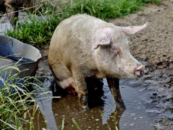 Pigs haven’t always been lard factories. (Photo: Colourbox.no) Pigs haven’t always been lard factories. (Photo: Colourbox.no)