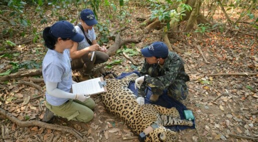 How to capture a jaguar