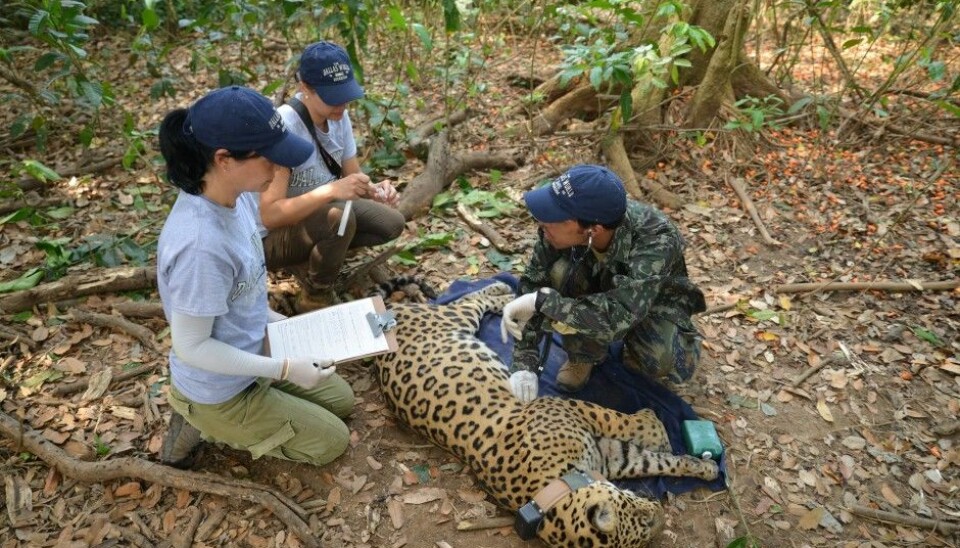 Brazilian researchers examine an anaesthetized jaguar in Brazil. (Photo: Øystein Wiig)