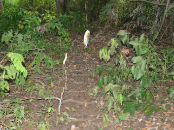 A passing jaguar has to step between stocks of trees. Bate hangs over the snare trap. (Photo: Øystein Wiig) A passing jaguar has to step between stocks of trees. Bate hangs over the snare trap. (Photo: Øystein Wiig)