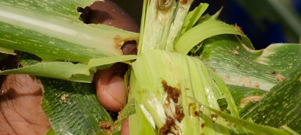 These bugs are a huge threat to crops in West Africa