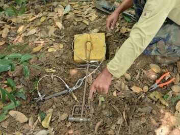 The spring-loaded snare trap. When triggered, the wire tightens around one of the jaguar’s legs. (Photo: Øystein Wiig) The spring-loaded snare trap. When triggered, the wire tightens around one of the jaguar’s legs. (Photo: Øystein Wiig)