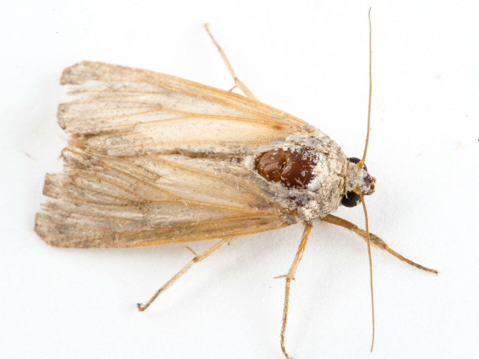 This is what the Fall armyworm moth looks like(Photo: Erling Fløistad)