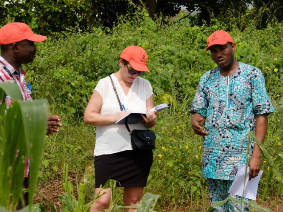 May-Guri Sæthre inspecting crops with her colleagues from UNA. (Photo: Ragnar Våga Pedersen)