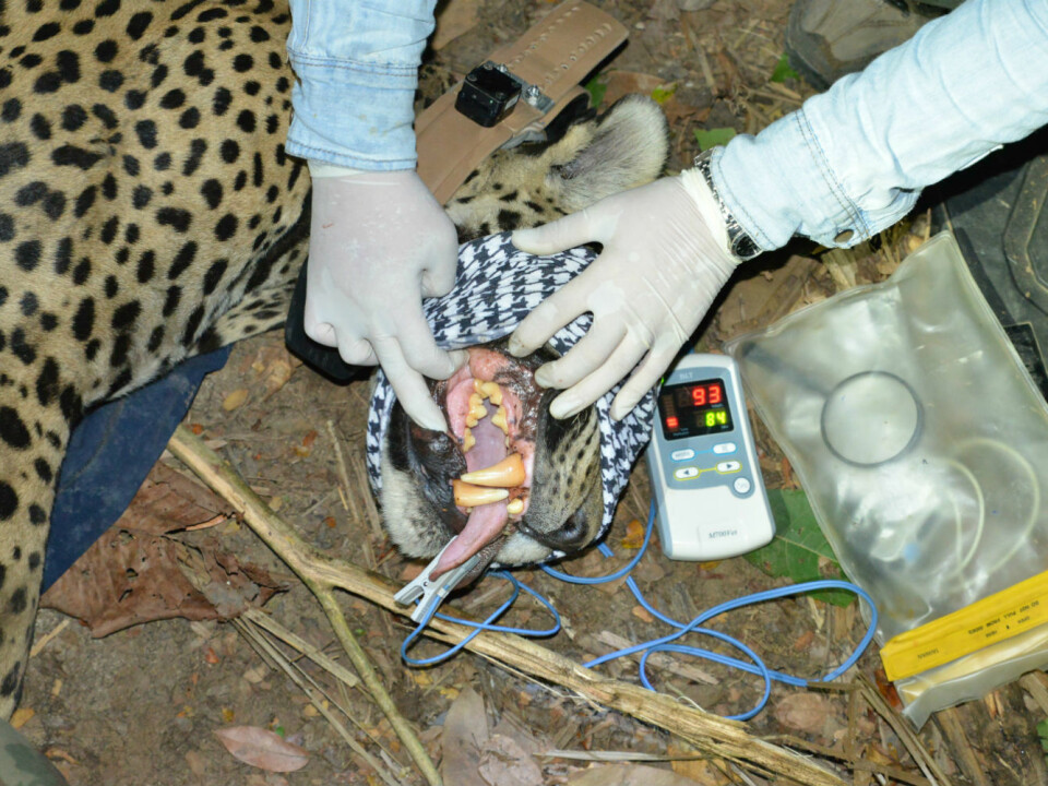 Here the gums of a sedated jaguar are being examined. The clip on its tongue measures its pulse and its blood oxygen levels. (Photo: Øystein Wiig)