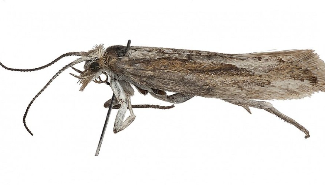 Meet Plutella polaris. “There is little fluttering around on Svalbard like a butterfly. So you catch what you can and hope for something exciting. But I wasn’t immediately sure this was the right species when I caught it,” says Geir Søli, an associate professor at the University of Oslo’s Natural History Museum. Meet Plutella polaris. “There is little fluttering around on Svalbard like a butterfly. So you catch what you can and hope for something exciting. But I wasn’t immediately sure this was the right species when I caught it,” says Geir Søli, an associate professor at the University of Oslo’s Natural History Museum.