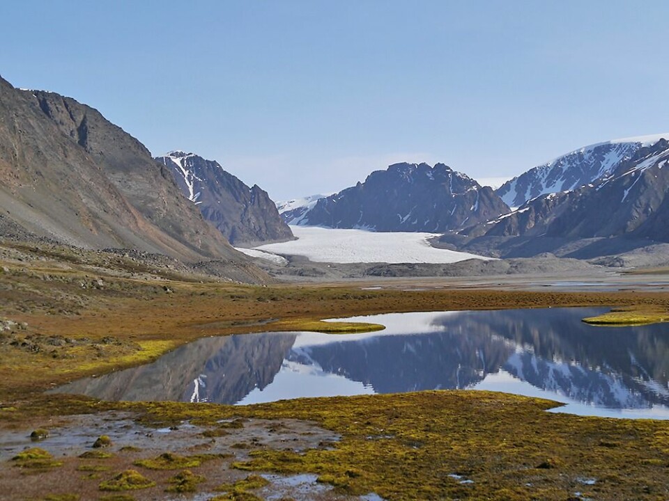Ringhorndalen by Wijdefjorden on Spitzbergen, the largest island of Svalbard. This is where the little moth, native to Svalbard, was re-discovered after being missing for over 140 years. (Photo: Geir E. E. Søli)