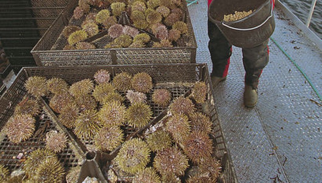Sea urchins – an example of a little utilized marine resource. (Photo: Frank Gregersen/Nofima) Sea urchins – an example of a little utilized marine resource. (Photo: Frank Gregersen/Nofima)