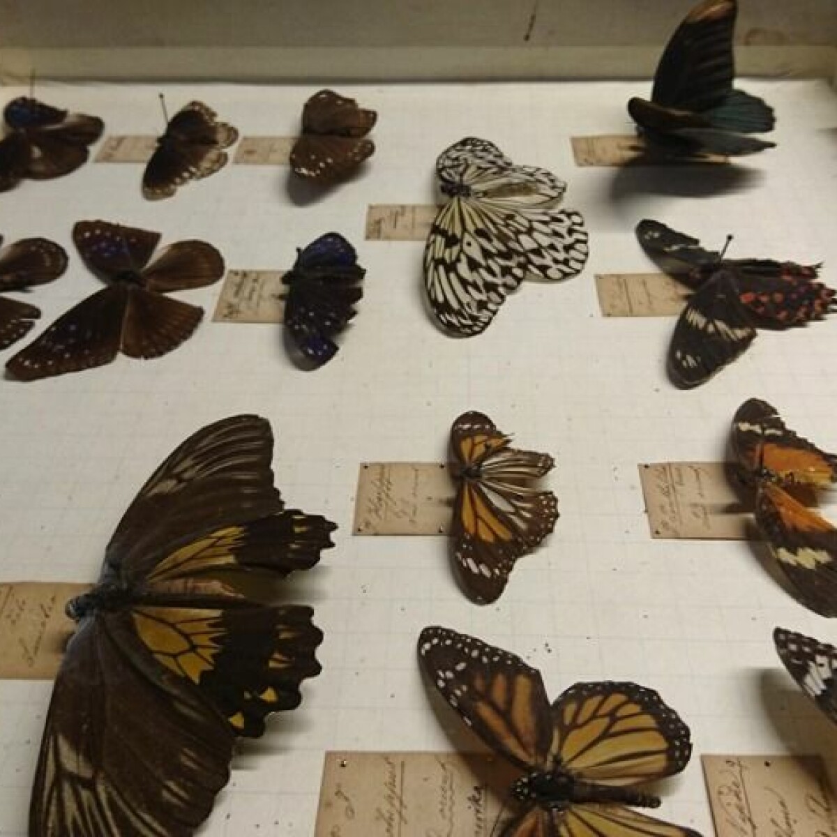 Two-hundred-year old butterflies allow research to take wing
