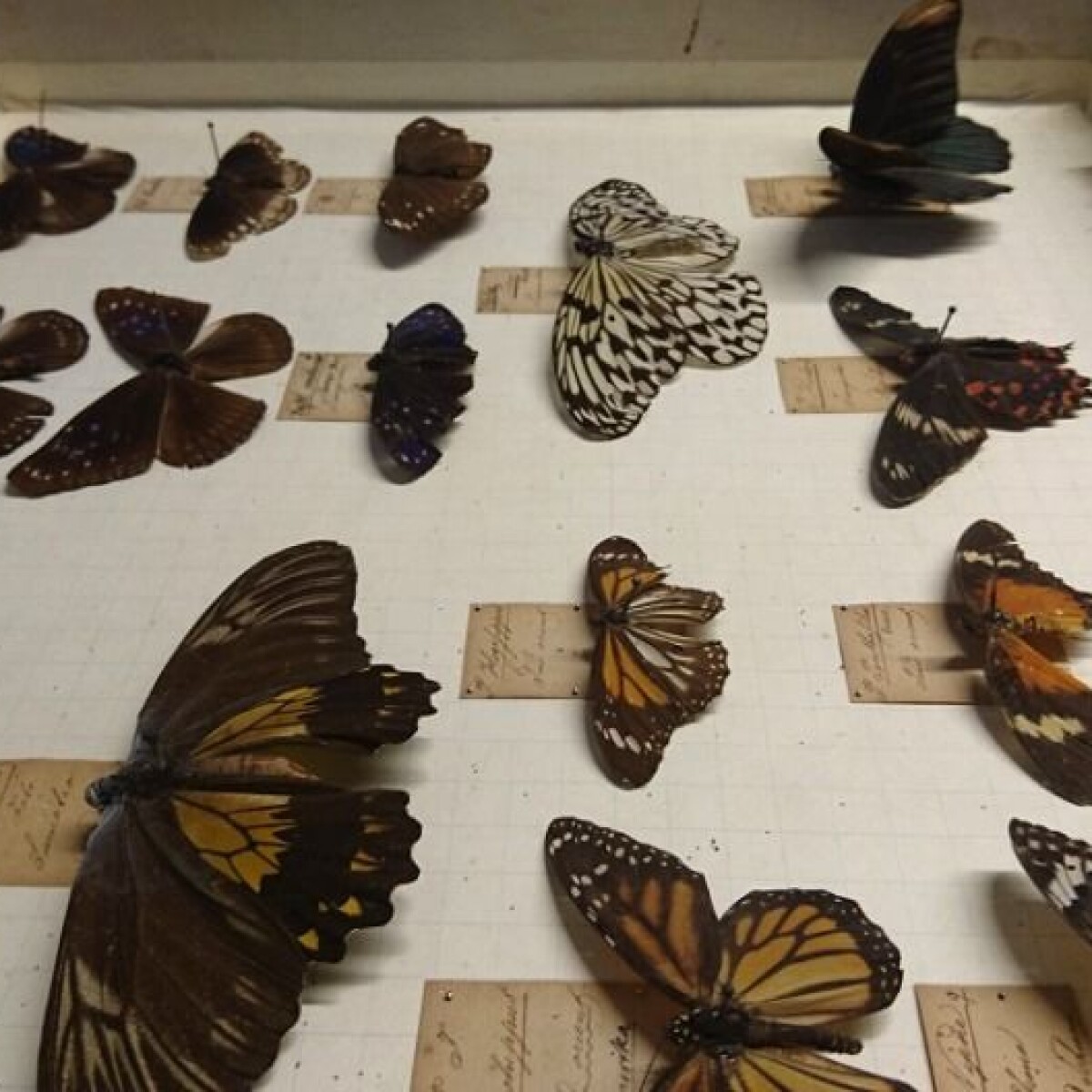 Two-hundred-year old butterflies allow research to take wing Two-hundred-year old butterflies allow research to take wing