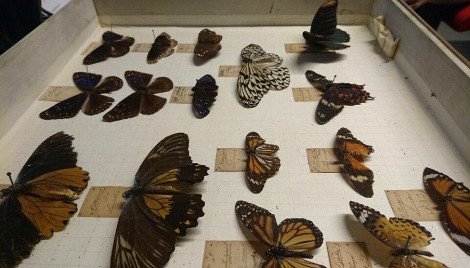 These butterflies still look as if they could fly away, but it’s only an illusion. In fact, they were collected 200 years ago as part of an insect collection that became the foundation for entomological research in Norway. (Photo: Marianne Nordahl)