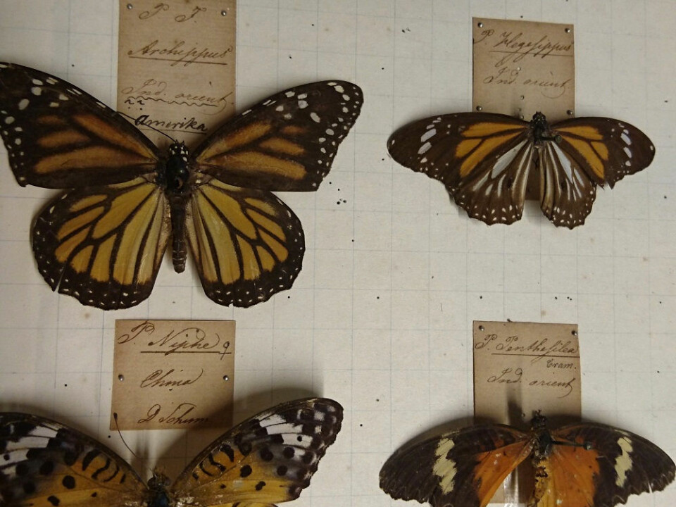 Daldorff’s signature is still visible on the faded labels underneath the butterflies. (Photo: Marianne Nordahl)