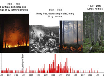 The forest scientists collected wooden samples from old, burned pine trees and stumps and analyzed their tree rings in order to map forest fires from 1300 onwards. The oldest forest fires were from before the Black Death (1350). (Photo credits: Erik Holand, Ken Olaf Storaunet, NIBIO, and Jørund Rolstad, NIBIO. Painting: Eero Järnefelt, Ateneum museum in Helsinki, Finland.) The forest scientists collected wooden samples from old, burned pine trees and stumps and analyzed their tree rings in order to map forest fires from 1300 onwards. The oldest forest fires were from before the Black Death (1350). (Photo credits: Erik Holand, Ken Olaf Storaunet, NIBIO, and Jørund Rolstad, NIBIO. Painting: Eero Järnefelt, Ateneum museum in Helsinki, Finland.)