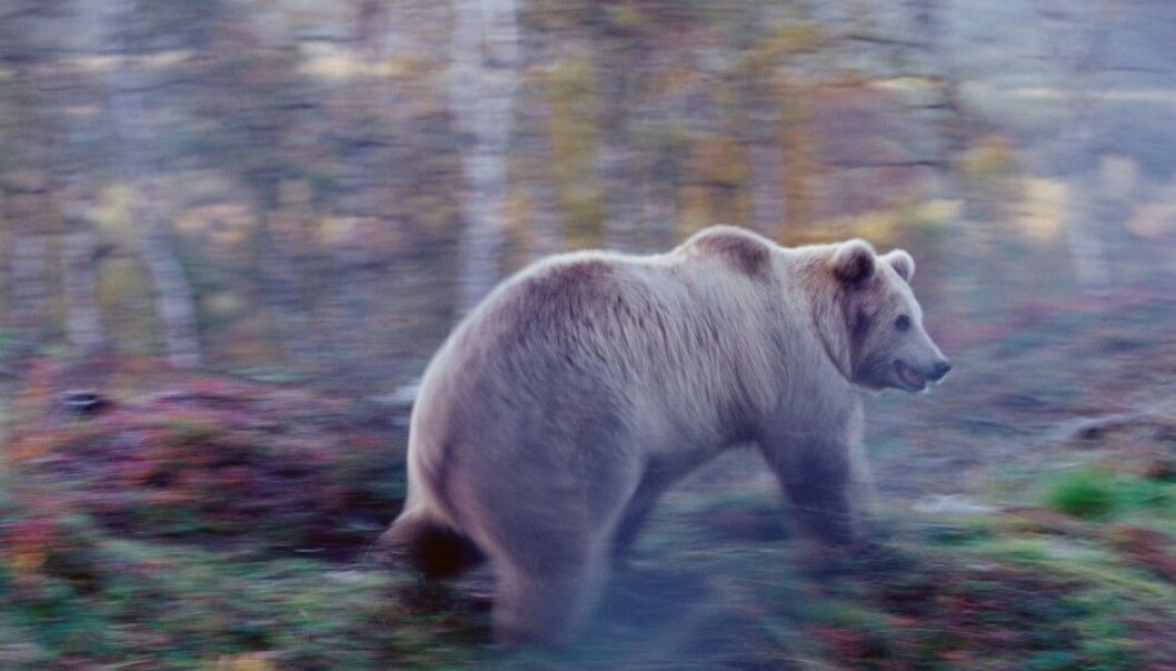 (Photo: Peter Lilja / AGE / Scanpix) (Photo: Peter Lilja / AGE / Scanpix)