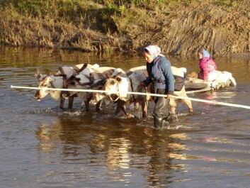Zoia Vylka Ravna (in blue) has carried out her fieldwork with the Nenets on the Russian tundra. This is from the migration. (Photo: Stine Barlindhaug) Zoia Vylka Ravna (in blue) has carried out her fieldwork with the Nenets on the Russian tundra. This is from the migration. (Photo: Stine Barlindhaug)