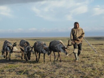 Gennadij knows all there is to know about reindeer, but is more interested in civil rights, history and Nenets happiness. (Photo: Zoia Vylka Ravna) Gennadij knows all there is to know about reindeer, but is more interested in civil rights, history and Nenets happiness. (Photo: Zoia Vylka Ravna)