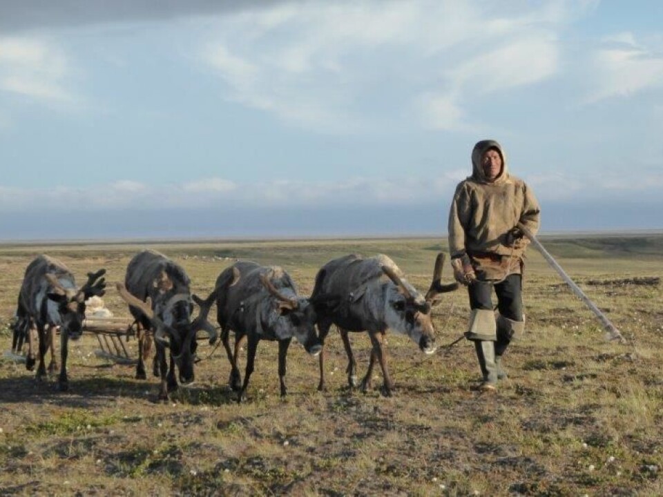Gennadij knows all there is to know about reindeer, but is more interested in civil rights, history and Nenets happiness. (Photo: Zoia Vylka Ravna)