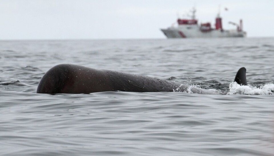 Norwegian Defence Research Establishment's research boat, HU Sverdrup II is used to observe if the whales change their behavior when they are exposed to the sound from military sonars. (Photo: NDRE)