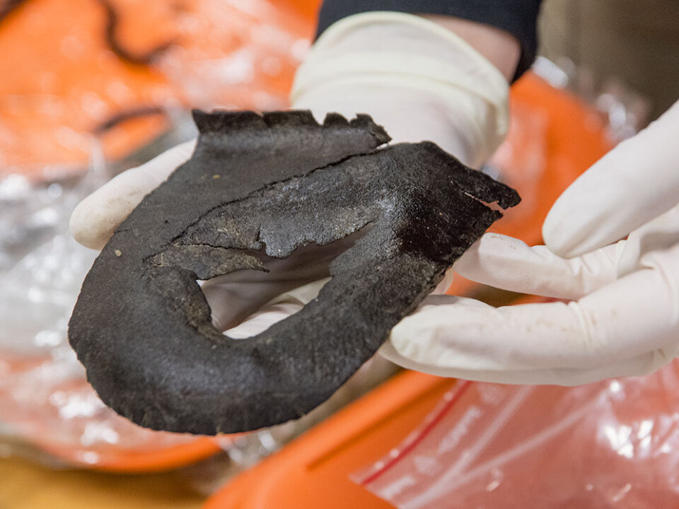 This worn-out sole tells archaeologists that the owner was willing to pay to repair his shoes, since the front of the sole is clearly cut off. The size of the heel suggests the owner was probably male and had fairly large feet. (Photo: Åge Hojem, NTNU University Museum)