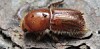 Effects Of Climate Change On The Spruce Bark Beetle