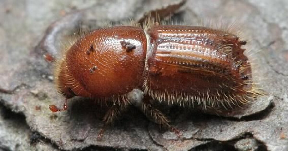 Effects Of Climate Change On The Spruce Bark Beetle