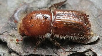 Effects of climate change on the spruce bark beetle