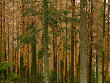 The spruce bark beetle kills trees in large numbers. (Photo: Colourbox) The spruce bark beetle kills trees in large numbers. (Photo: Colourbox)