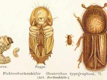 The bark beetle in different stages of development: pupa, larva, and adult (Illustration from Meyers Konversations-Lexikon, 4. Aufl. 1888) The bark beetle in different stages of development: pupa, larva, and adult (Illustration from Meyers Konversations-Lexikon, 4. Aufl. 1888)