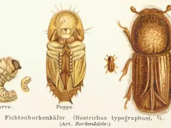 The bark beetle in different stages of development: pupa, larva, and adult (Illustration from Meyers Konversations-Lexikon, 4. Aufl. 1888)