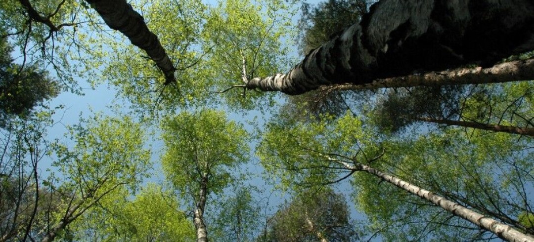 Forests play important part in cooling down local climate