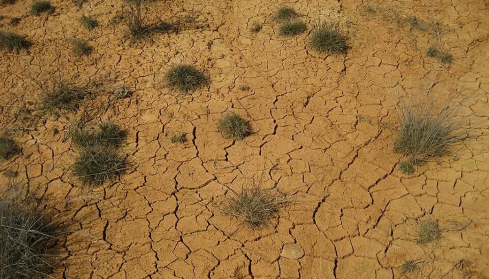 Among natural disasters, catastrophic droughts are the most effective at curbing social conflicts, according to Slettebak’s research. (Photo: Wikimedia Commons)